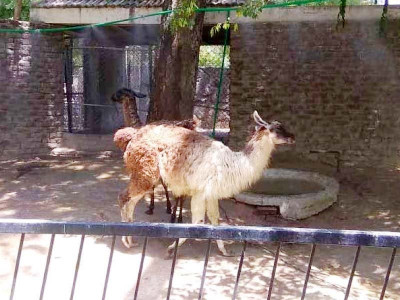 heatstroke claims first victim at lahore zoo heatstroke claims first victim at lahore zoo