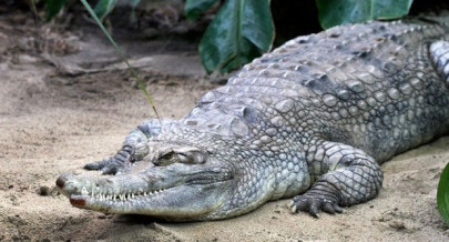 crocodile kills pastor during baptism ceremony in ethiopia crocodile kills pastor during baptism ceremony in ethiopia