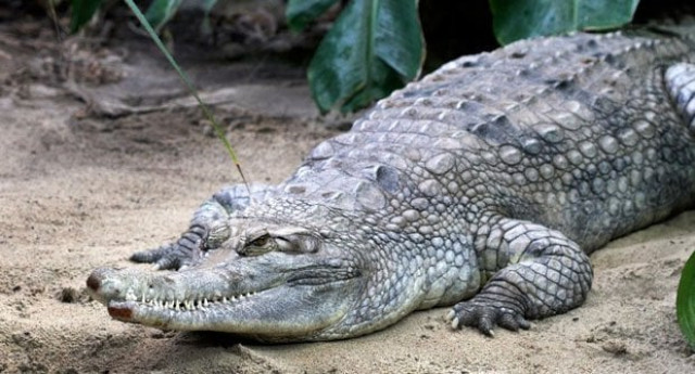 docho eshete dies right after the crocodile bites his back and limbs photo afp file docho eshete dies right after the crocodile bites his back and limbs photo afp file