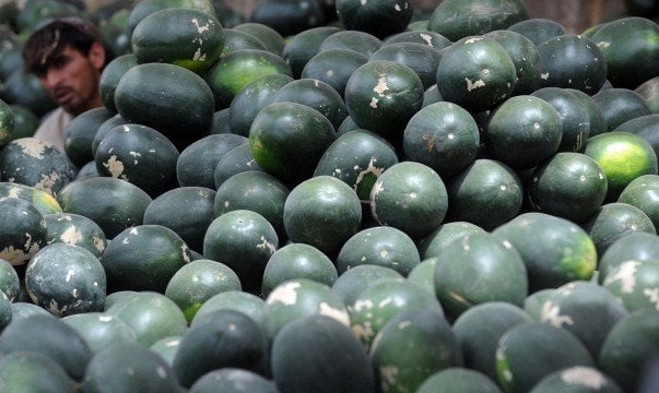 a vendor peeks out from behind a mountain of watermelons afp