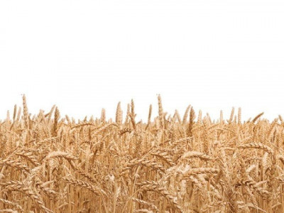 punjab fails to achieve wheat purchase target