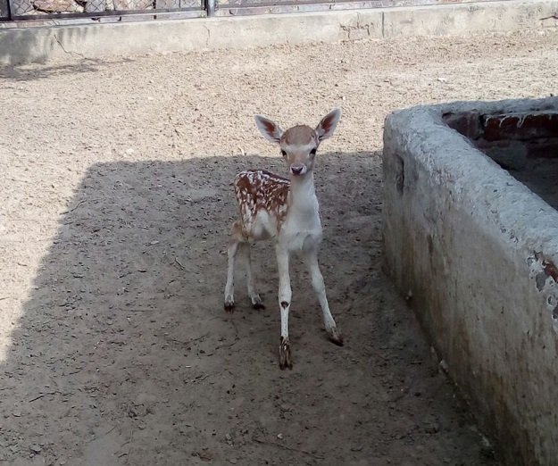 fawns have brought total number of fallow deer to 11 just days ahead of eid photo express