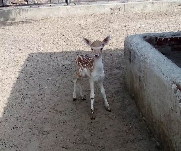 fawns have brought total number of fallow deer to 11 just days ahead of eid photo express fawns have brought total number of fallow deer to 11 just days ahead of eid photo express