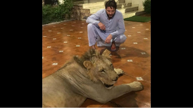 shahid afridi with his lion photo twitter shahid afridi with his lion photo twitter