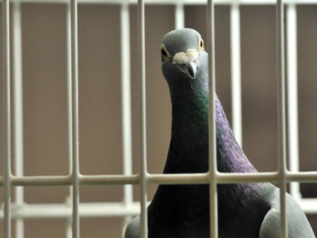 authorities prepare to conduct x ray of the bird to rule out possibility of spy gadgets attached to it photo afp file authorities prepare to conduct x ray of the bird to rule out possibility of spy gadgets attached to it photo afp file