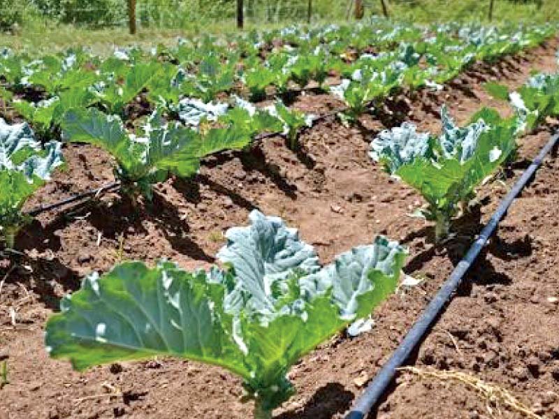 drip irrigation to cultivate barren lands