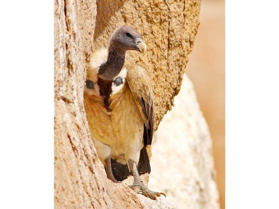 new restrictions on toxic veterinary drugs may bode well for vultures new restrictions on toxic veterinary drugs may bode well for vultures