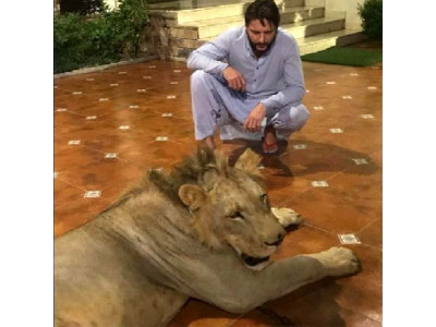 sindh wildlife dept to probe shahid afridi s lion chaining episode sindh wildlife dept to probe shahid afridi s lion chaining episode