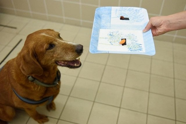 bucka the 11 year old overweight mongrel dog is seen during a test trying to find the reasons for obesity at the ethology department of the elte university in budapest hungary june 13 2018 photo reuters bucka the 11 year old overweight mongrel dog is seen during a test trying to find the reasons for obesity at the ethology department of the elte university in budapest hungary june 13 2018 photo reuters