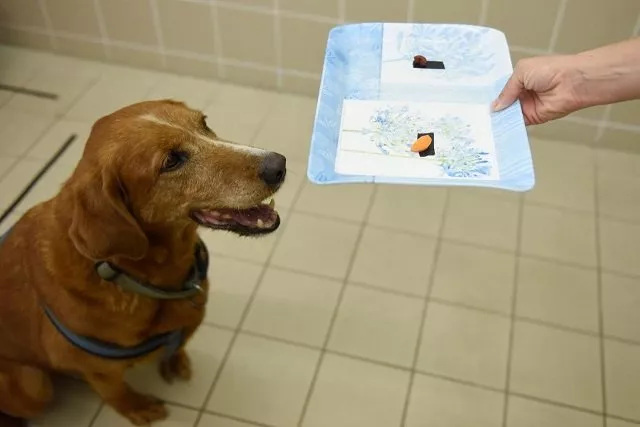 bucka the 11 year old overweight mongrel dog is seen during a test trying to find the reasons for obesity at the ethology department of the elte university in budapest hungary june 13 2018 photo reuters bucka the 11 year old overweight mongrel dog is seen during a test trying to find the reasons for obesity at the ethology department of the elte university in budapest hungary june 13 2018 photo reuters