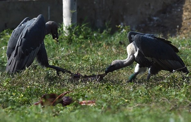 white backed vultures eating meat in their enclosure at the vulture conservation centre run by world wide fund for nature pakistan wwf p in changa manga about 80km from lahore photo afp