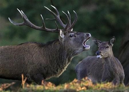 two hog deer become part of lahore zoo photo reuters