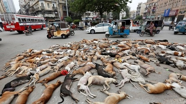 the carcasses of dead dogs in karachi august 4 2016 photo reuters file the carcasses of dead dogs in karachi august 4 2016 photo reuters file