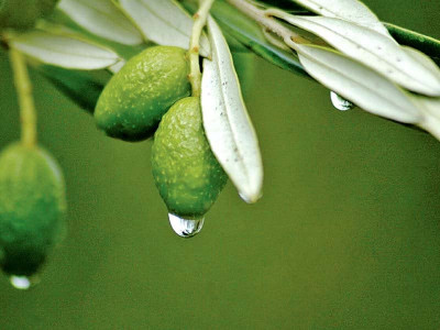 olive valley teeming with nine million plants