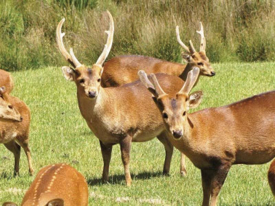 hog deer in danger at taunsa wildlife sanctuary hog deer in danger at taunsa wildlife sanctuary
