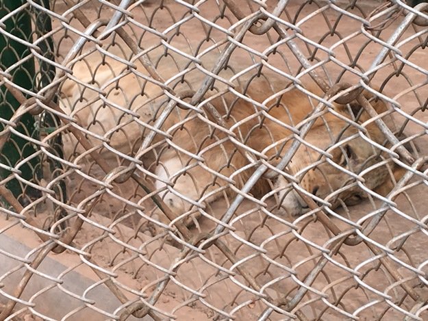 the sick lion at the peshawar zoo photo express