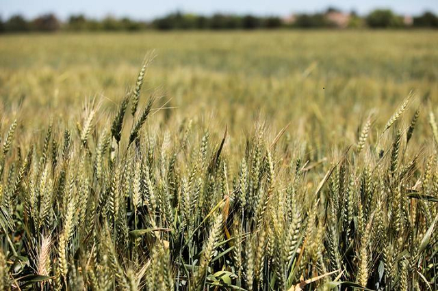 wheat sales contribute about 8 billion to the canadian economy each year photo reuters