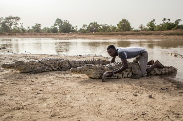 people in bazoule also share their pond with more than 100 of the razor toothed creatures photo afp