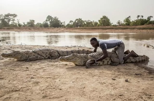 people in bazoule also share their pond with more than 100 of the razor toothed creatures photo afp people in bazoule also share their pond with more than 100 of the razor toothed creatures photo afp