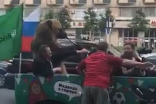 people for the ethical treatment of animals also responded saying that using the bear has likely had its teeth and claws been quot cruelly removed quot photo twitter peter staunton people for the ethical treatment of animals also responded saying that using the bear has likely had its teeth and claws been quot cruelly removed quot photo twitter peter staunton