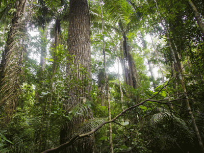earth s intact forests vanishing at accelerating pace scientists earth s intact forests vanishing at accelerating pace scientists