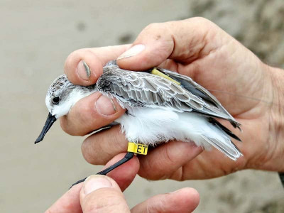 gis gps applications to help map wildlife habitat gis gps applications to help map wildlife habitat