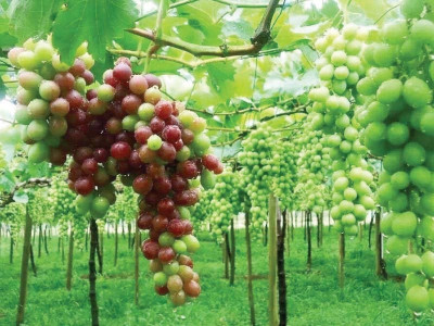 potohar starts reaping rich harvests