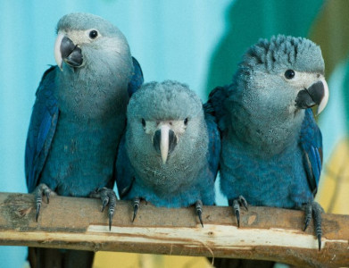 dozens of last blue macaws to be reintroduced to brazil