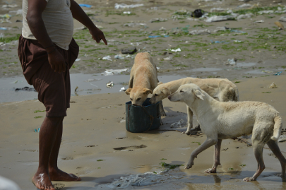 fishermen feed karachi s dog islands fishermen feed karachi s dog islands