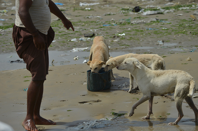 a fisherman gives food and fresh water to stray dogs on buddo photo afp a fisherman gives food and fresh water to stray dogs on buddo photo afp