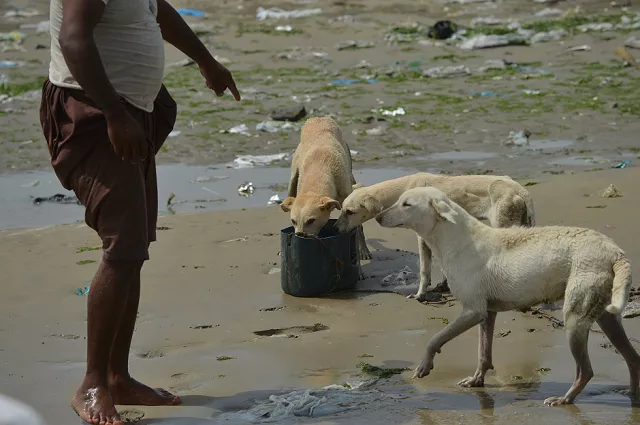 a fisherman gives food and fresh water to stray dogs on buddo photo afp a fisherman gives food and fresh water to stray dogs on buddo photo afp