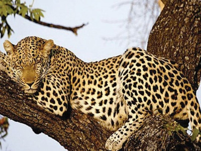 sri lankan police arrest villagers for killing leopard