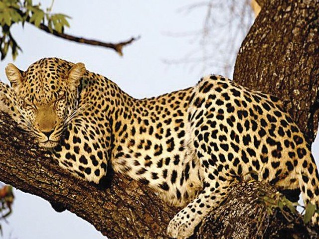 gruesome images of the leopard a protected species in sri lanka being savagely beaten were shared on social media generating widespread disgust photo express