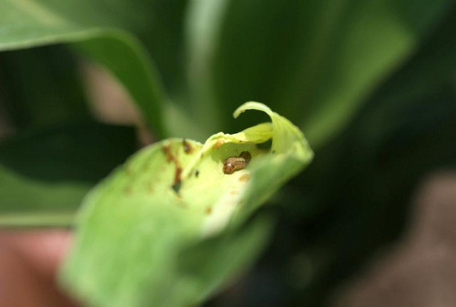 crop production is also affected by it due to its aggressive dominance photo reuters crop production is also affected by it due to its aggressive dominance photo reuters