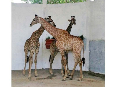 lahore zoo welcomes giraffes lahore zoo welcomes giraffes