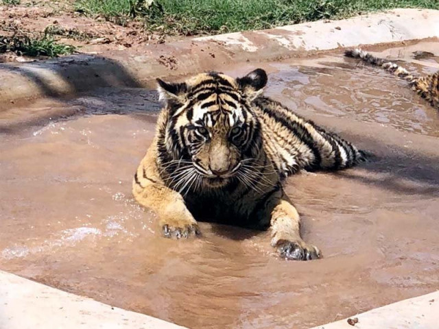 a tiger sits in a pool at the peshawar zoo photo express a tiger sits in a pool at the peshawar zoo photo express