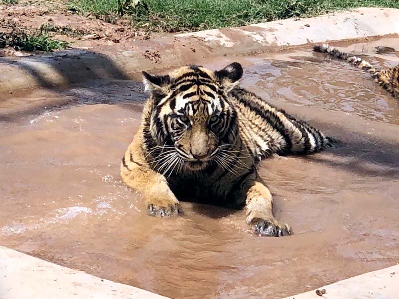 a tiger sits in a pool at the peshawar zoo photo express