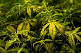 committee constituted to check cannabis misuse