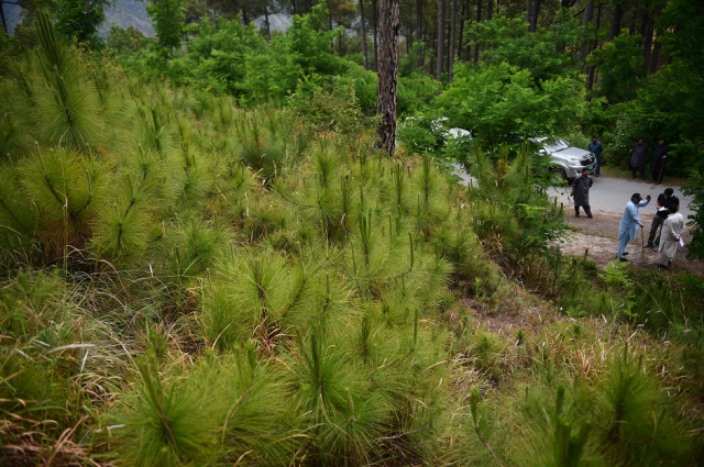around the region of heroshah previously arid hills are now covered with forest as far as the horizon photo afp around the region of heroshah previously arid hills are now covered with forest as far as the horizon photo afp