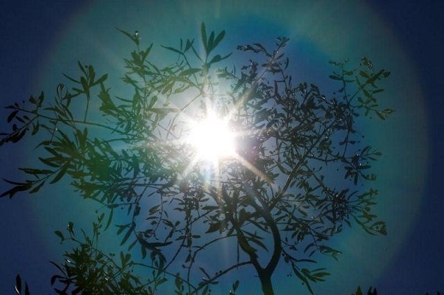 an olive tree is seen silhouetted in an olive plantation in amelia central italy june 13 2017 photo reuters