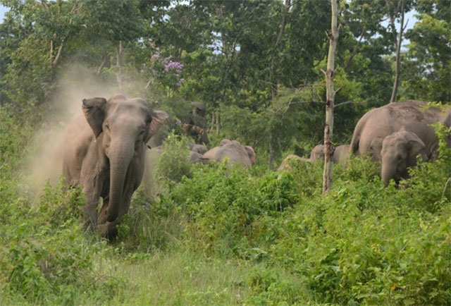 five wild elephants trample thai man to death