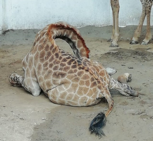 wild animals were brought from south africa a few days ago photo express wild animals were brought from south africa a few days ago photo express