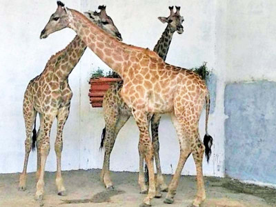 newly arrived female giraffe dies newly arrived female giraffe dies