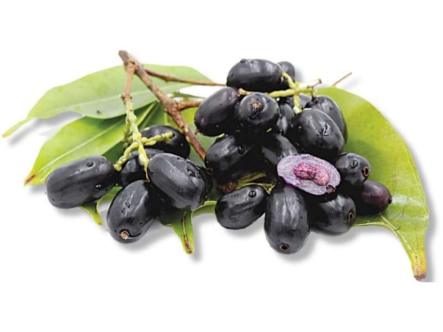 jamun trees in full bloom in provincial capital