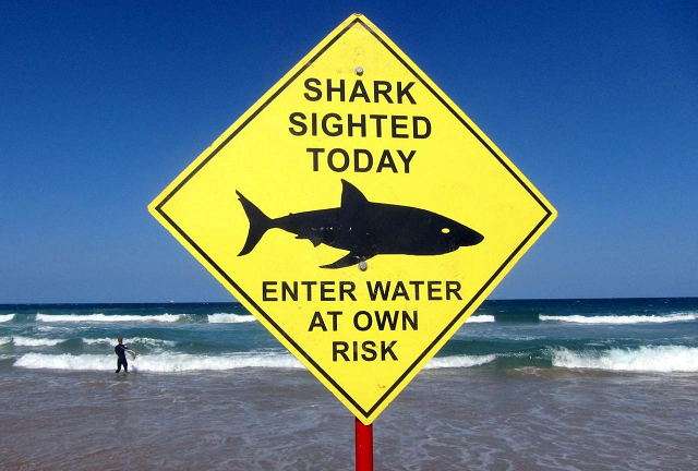 brunning said she did not realise that she should have left the piece of fish in front of her and watch the shark suck it up instead of trying to hand feed it photo reuters brunning said she did not realise that she should have left the piece of fish in front of her and watch the shark suck it up instead of trying to hand feed it photo reuters