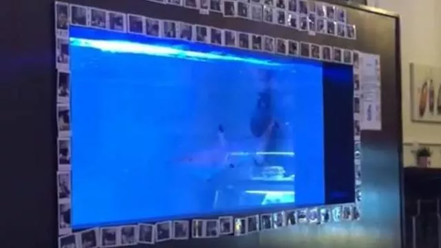 shark swims back and forth in barely 6ft long 3ft deep and 3ft high in the video facebook screengrab shark swims back and forth in barely 6ft long 3ft deep and 3ft high in the video facebook screengrab