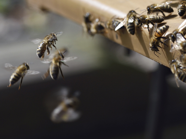 honey bees photo afp