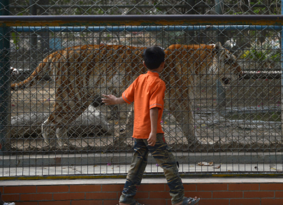 shortage of vets spells misery for karachi zoo animals shortage of vets spells misery for karachi zoo animals