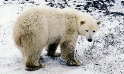 polar bear mauls father protecting his daughters polar bear mauls father protecting his daughters