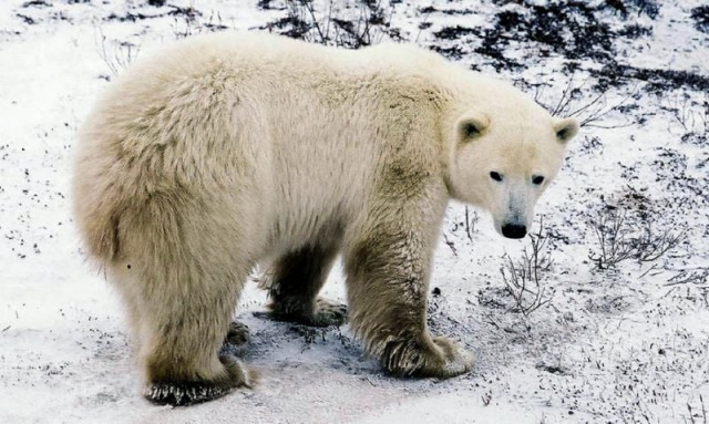 polar bear kills father protecting his children photo afp polar bear kills father protecting his children photo afp
